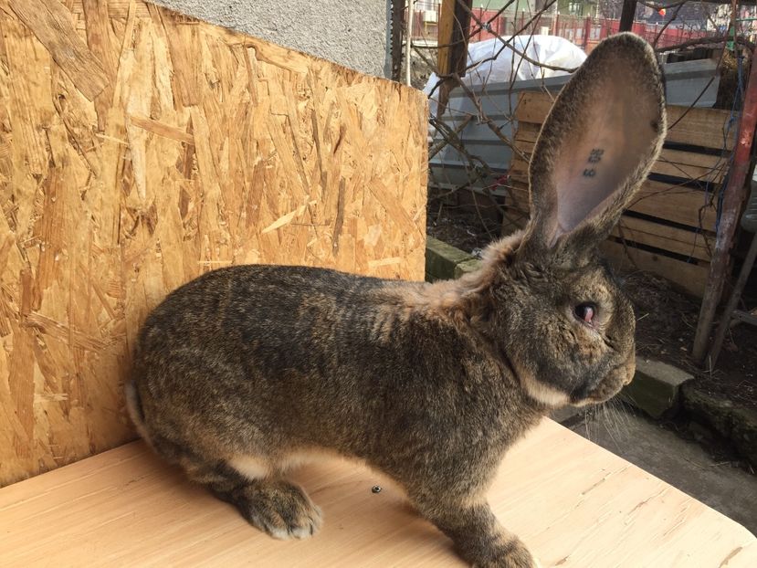 FE8FA536-9B15-4009-8434-2A98ADB5471A - RO8-28123