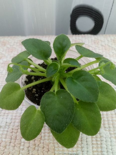 13 dec - ZZ Milky Way Trail