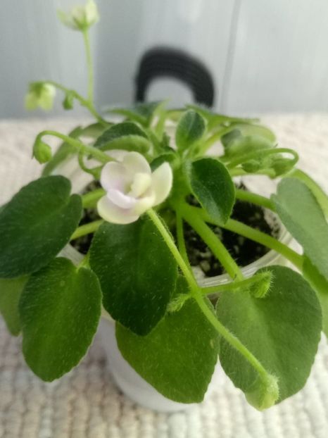 29 dec - ZZ Milky Way Trail