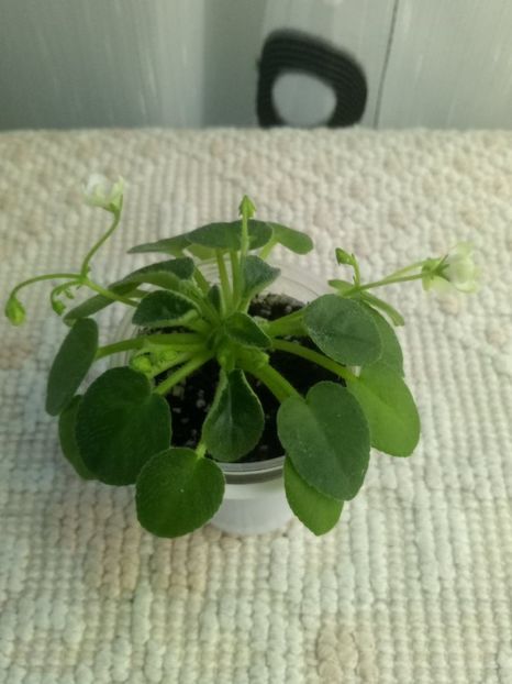 29 dec - ZZ Milky Way Trail