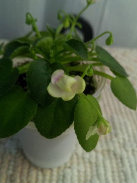 29 dec - ZZ Milky Way Trail