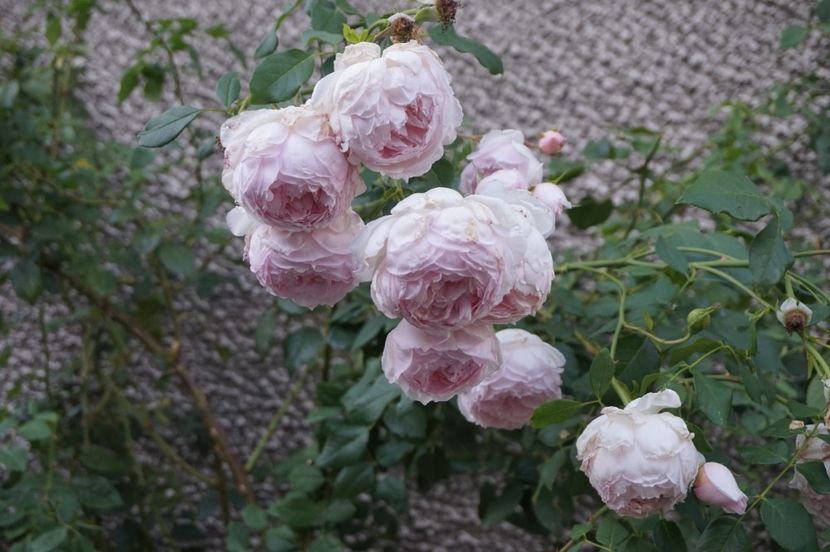  - The Wedgwood Rose