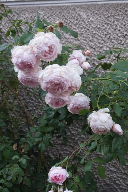 - The Wedgwood Rose