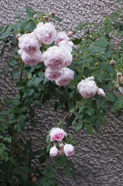  - The Wedgwood Rose