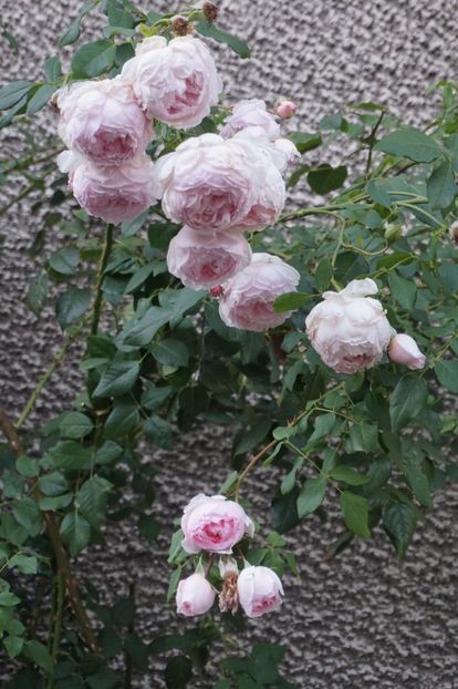  - The Wedgwood Rose