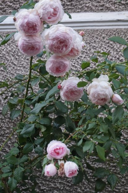  - The Wedgwood Rose