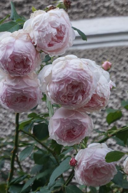  - The Wedgwood Rose