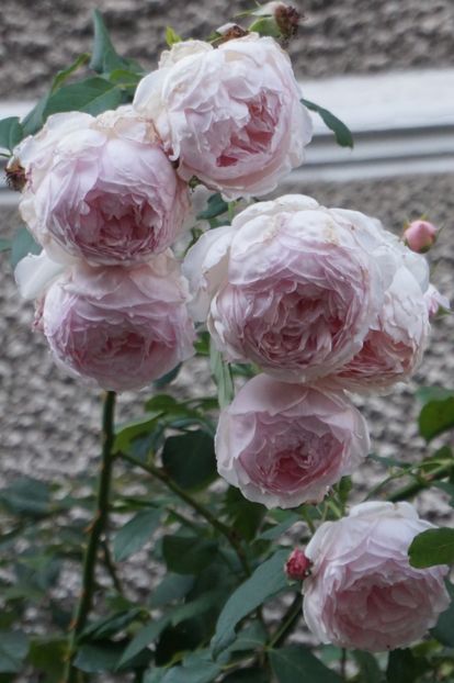  - The Wedgwood Rose