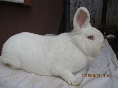 fem NEO nr.1.RO 13 -1715 - XX CUIBURI 2019