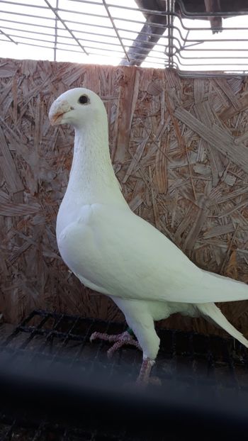  - Voiajori germani de frumusete