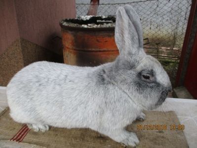 RO12-10781 - X ARHIVA IEPURI CE AM AVUT
