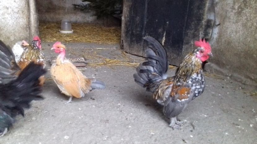  - 1 Toate Gaini pitice pe care le-am avut