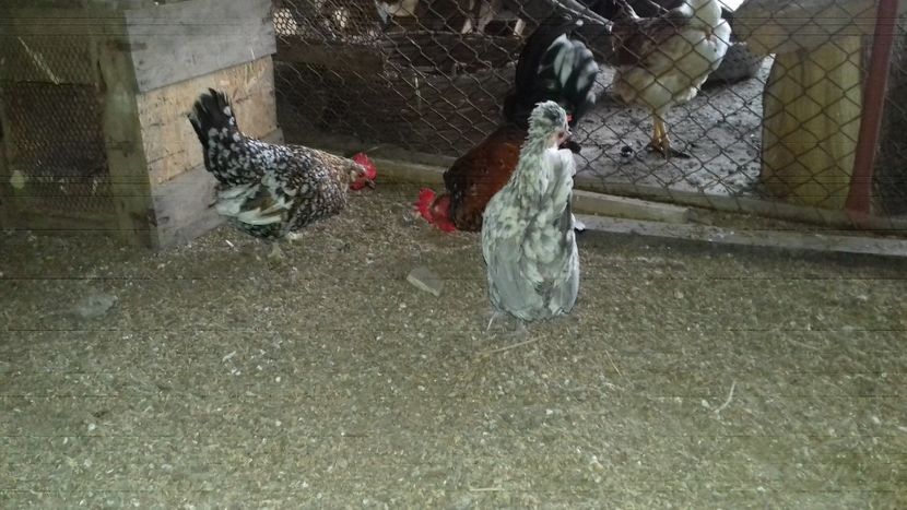  - 1 Toate Gaini pitice pe care le-am avut