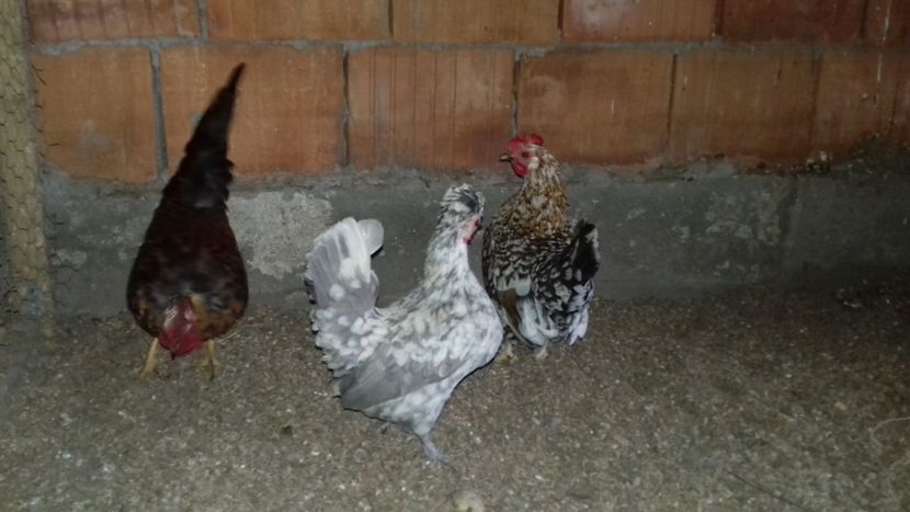  - 1 Toate Gaini pitice pe care le-am avut