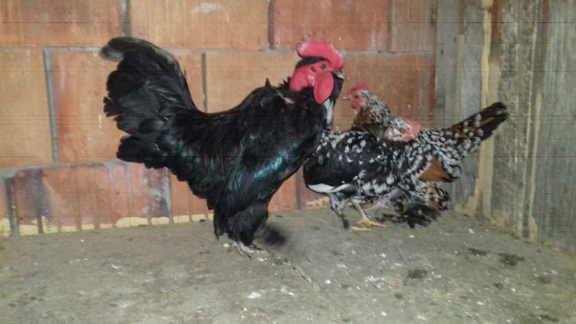  - 1 Toate Gaini pitice pe care le-am avut