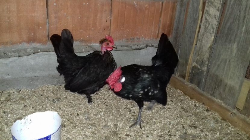  - 1 Toate Gaini pitice pe care le-am avut