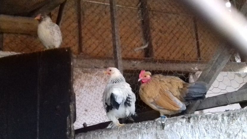  - 1 Toate Gaini pitice pe care le-am avut