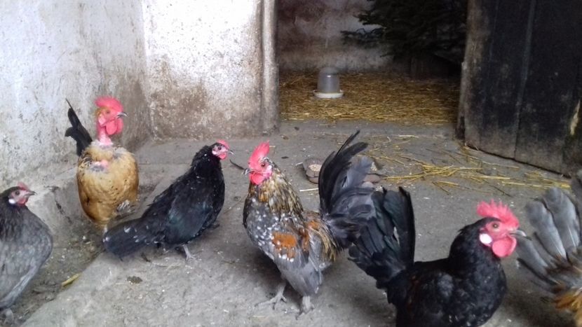  - 1 Toate Gaini pitice pe care le-am avut