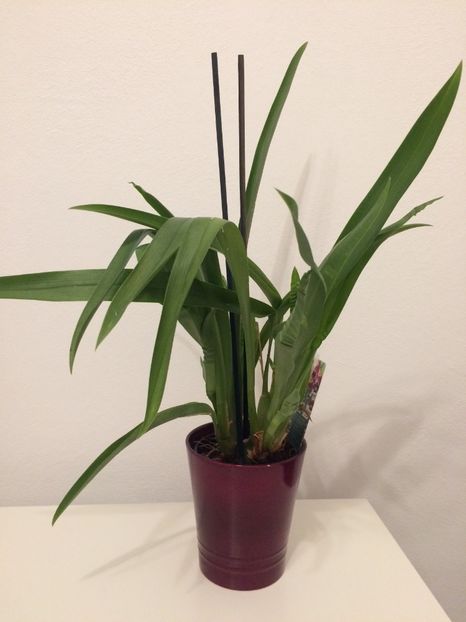 Miltonia - 9-Orchideele mele