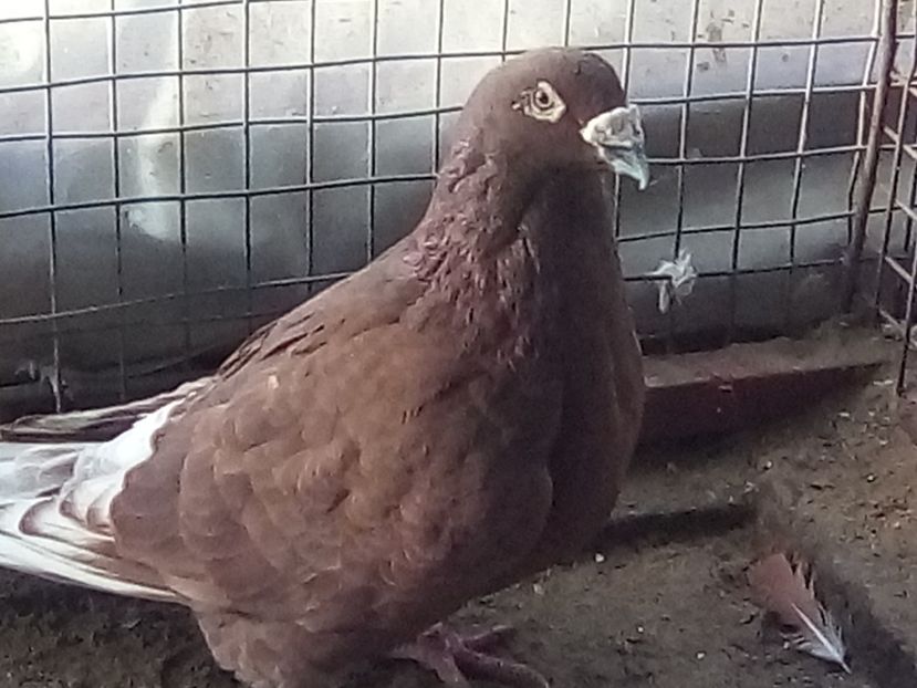 m 2015 - De vanzare 2019
