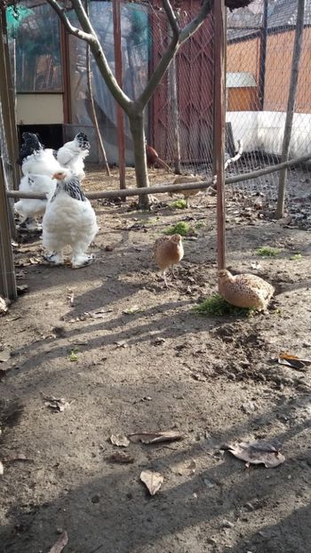  - Herminat deschis 2023