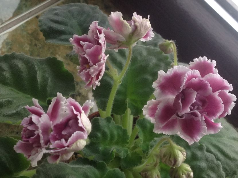 RS Duchess - Violete de colecție cand nu poti sa te oprești 2018aprilie