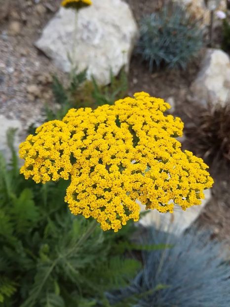 Achillea Cloth of Gold - Flori perene