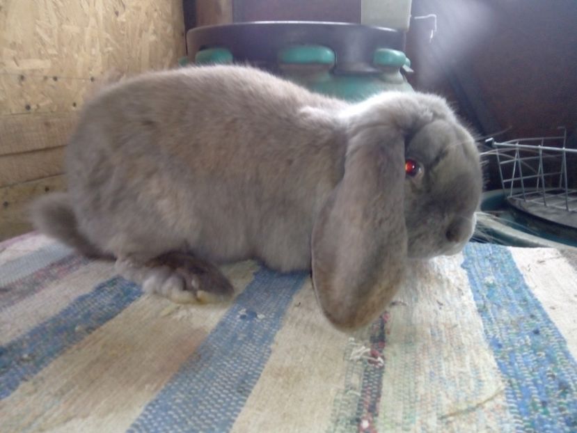  - ARHIVA IEPURI ce am avut câteva exemplare