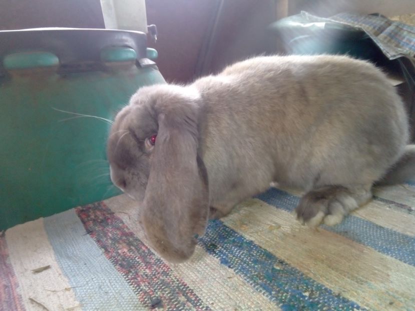  - ARHIVA IEPURI ce am avut câteva exemplare