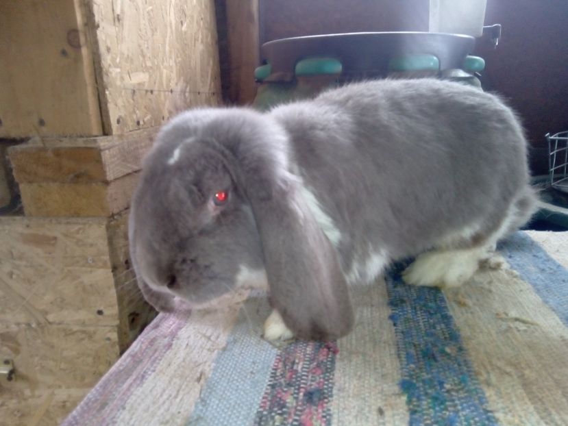  - ARHIVA IEPURI ce am avut câteva exemplare