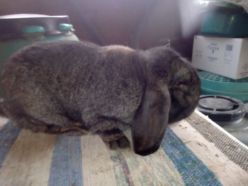  - ARHIVA IEPURI ce am avut câteva exemplare