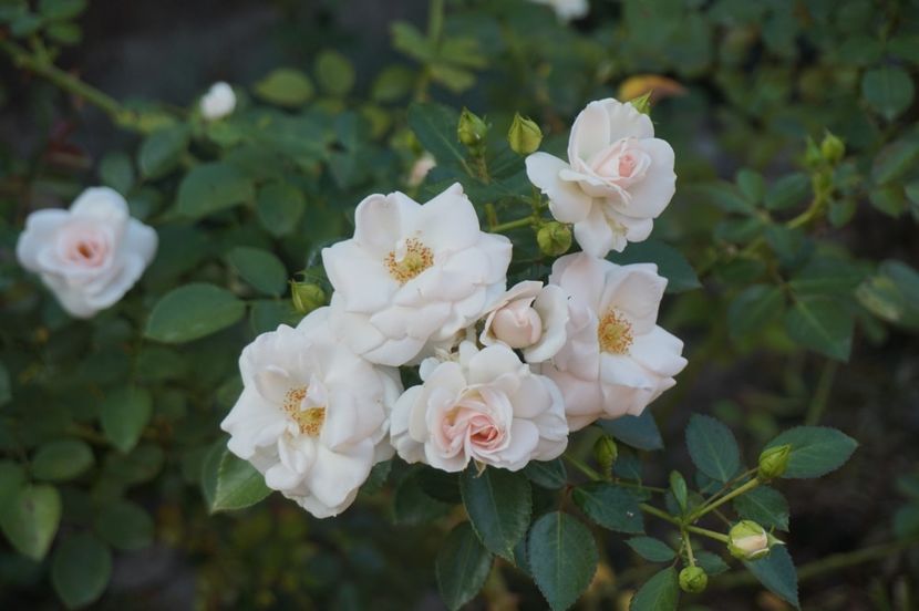  - Aspirin Rose
