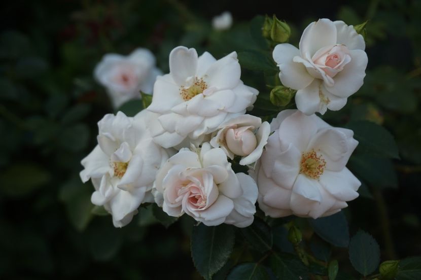  - Aspirin Rose