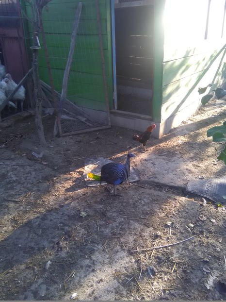 2015.06.05 - l- Bibilici Vulturine