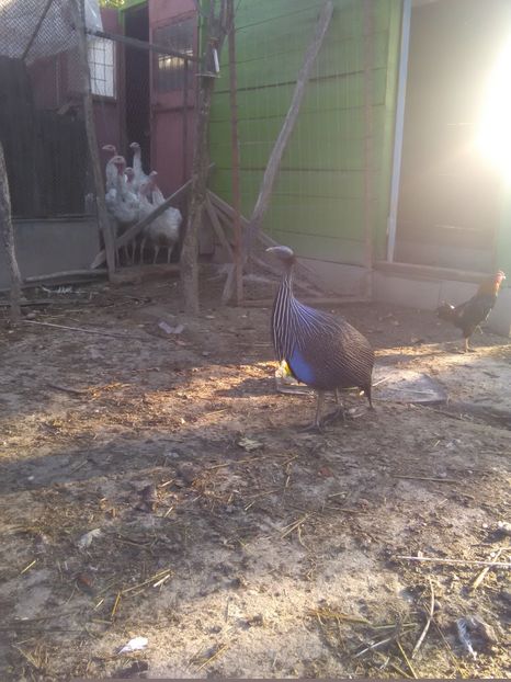  - l- Bibilici Vulturine