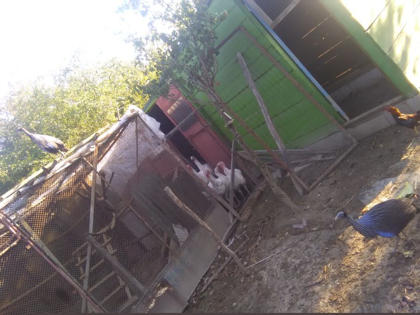  - l- Bibilici Vulturine