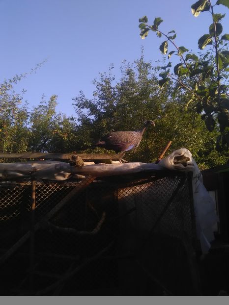  - l- Bibilici Vulturine