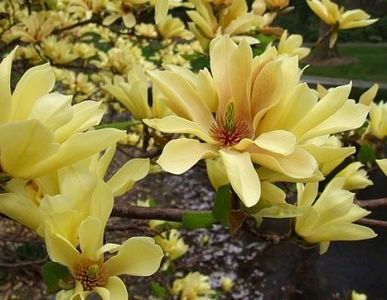 magnolia-galbena-magnolia-buterfliest - Comanda Pepiniera Mizil
