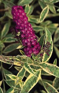liliac-de-vara-buddleja-dav-harlequin - Comanda Pepiniera Mizil