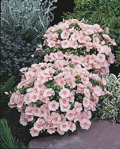 phlox-dolly-phlox-subulata-sams - Comanda Pepiniera Mizil