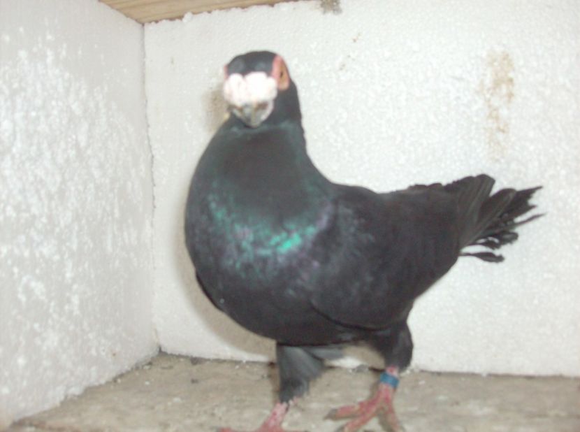 mascul 2018 - Lot 2019