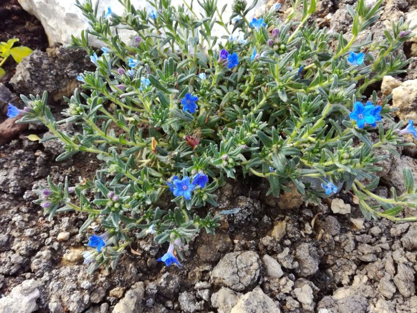Lithodora Difusa Heavenly Blue - Flori perene