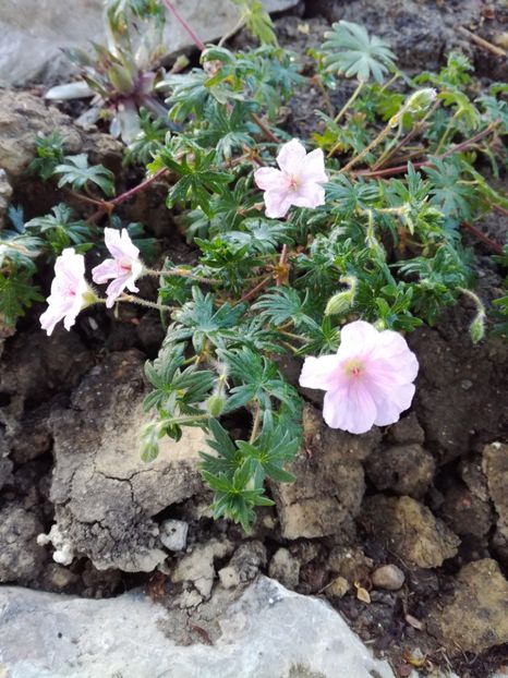 Geranium - Flori perene