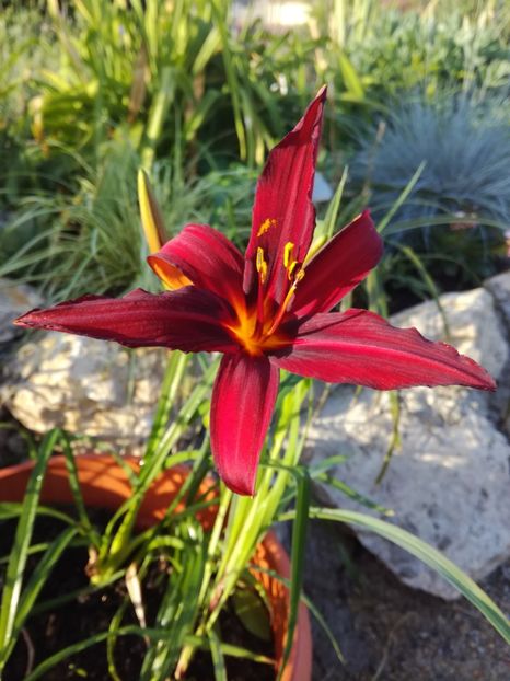 Hemerocallis Crimson Pirate - Hemerocallis 2020