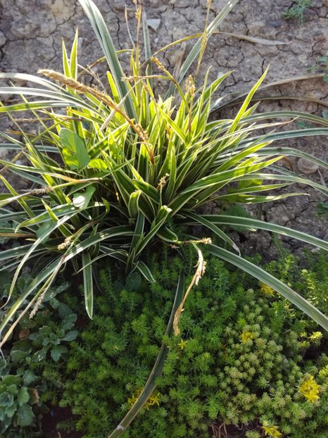 Carex - Iarba decorativa