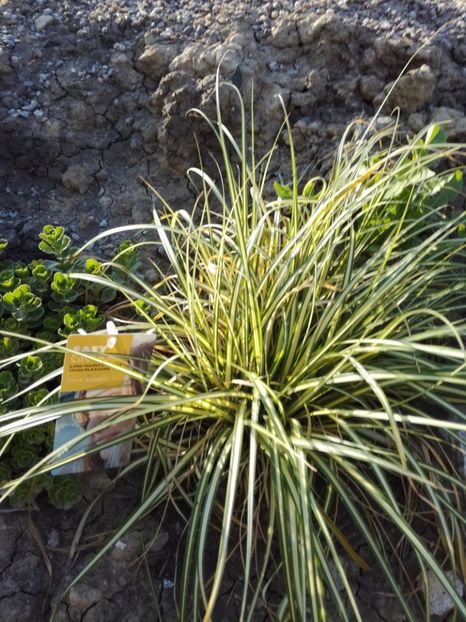 Carex - Iarba decorativa