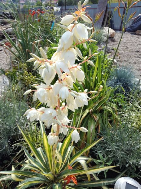 Yucca filamentosa variegata - Flori perene