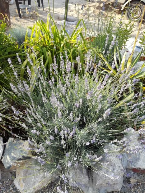 Lavandula - Flori perene