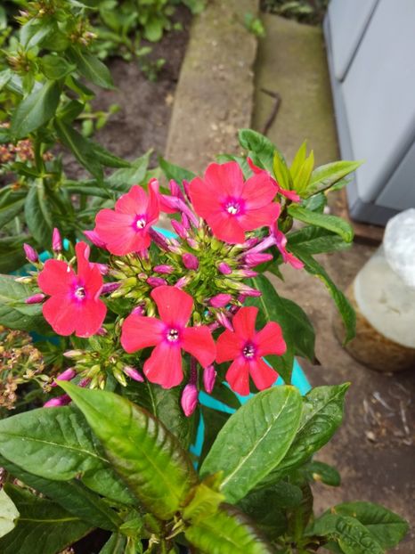 Phlox Paniculata Orange Perfection - Flori perene