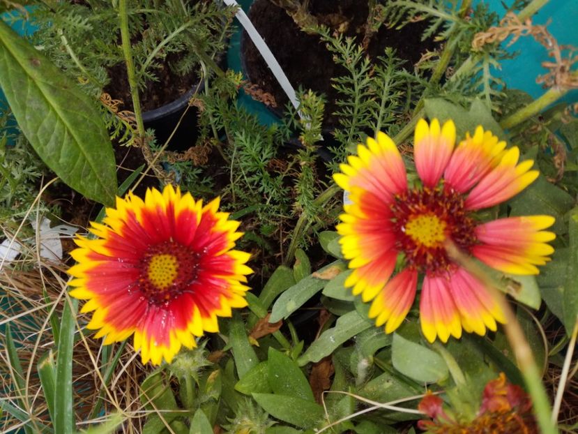 Gaillardia Arizona Sun pitici (Fluturei Arizona Sun) - Flori perene